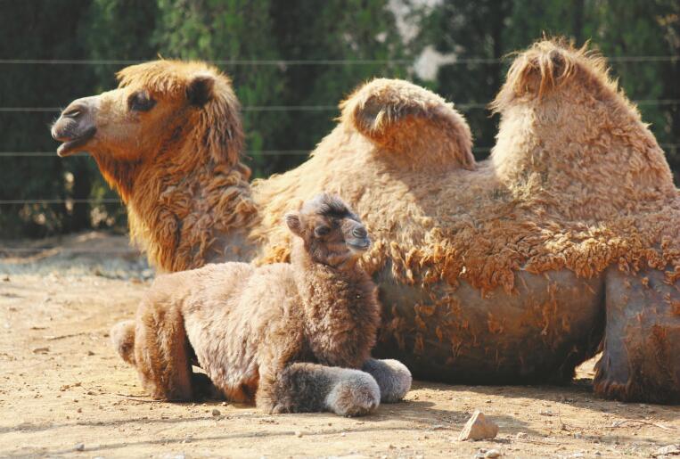 济南野生动物世界 新生动物萌翻游客