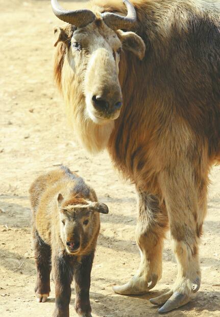 济南野生动物世界 新生动物萌翻游客
