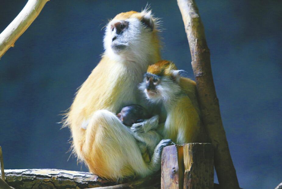 济南野生动物世界 新生动物萌翻游客