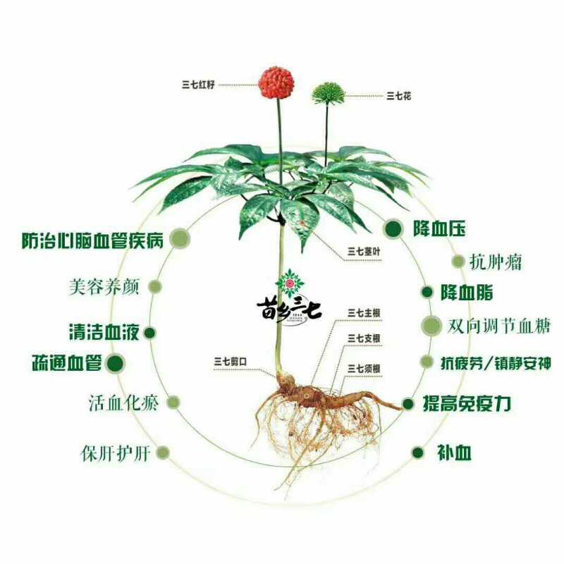 三代人匠心耕作出南国神草“金不换”——三七