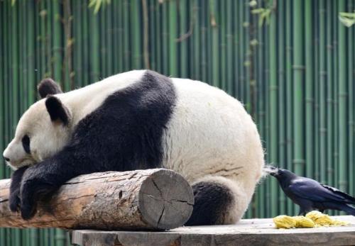 惊呆了!乌鸦拔熊猫毛搭窝 国宝遭受