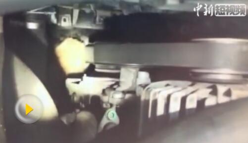 意外的惊喜!引擎盖内3只小猫喵喵叫 一路随车主回了家