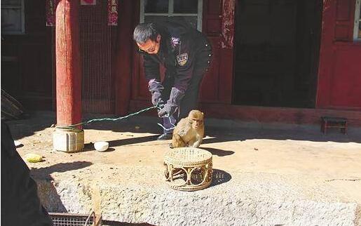 奶奶含泪“上缴”小猕猴 老人收养小猕猴建立深厚感情