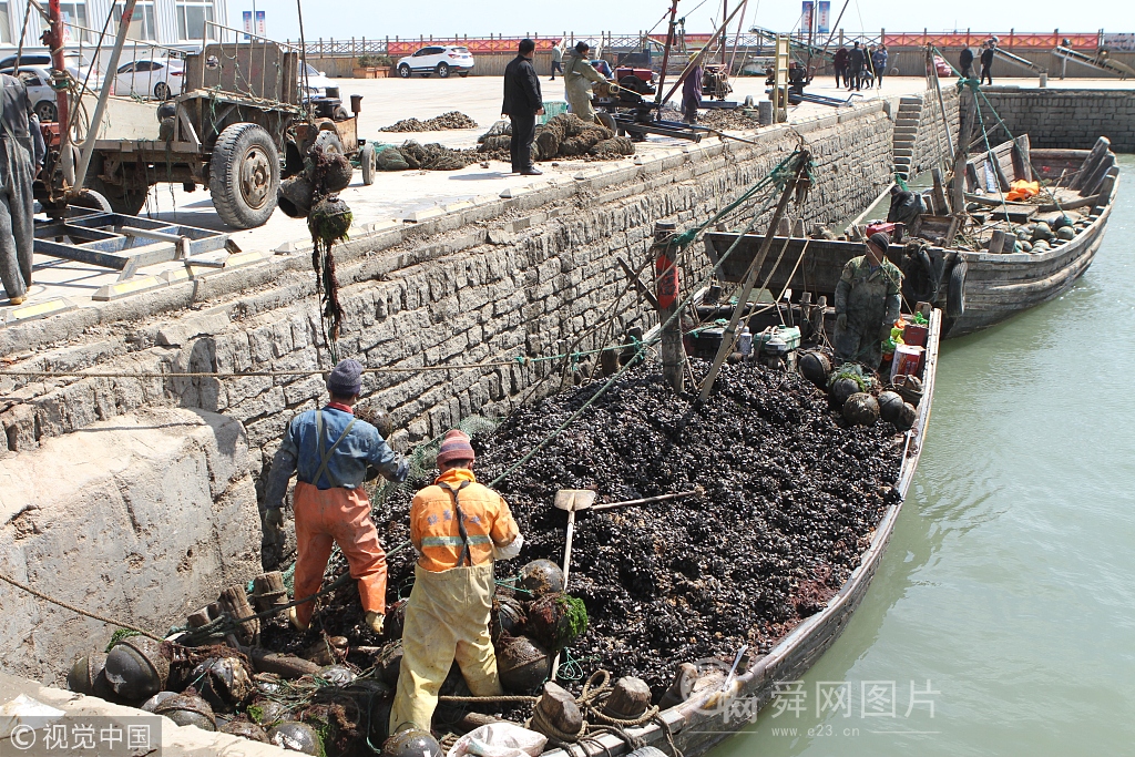 山东日照海虹大丰收 渔港一片繁忙景象