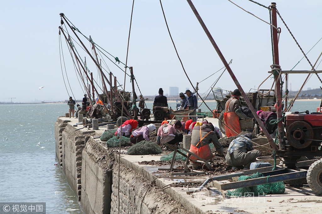 山东日照海虹大丰收 渔港一片繁忙景象