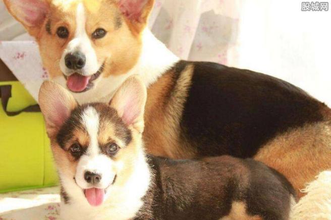 无良吃货？悬赏百万找柯基结局扎心 邻家一位64岁的大叔竟把它吃了