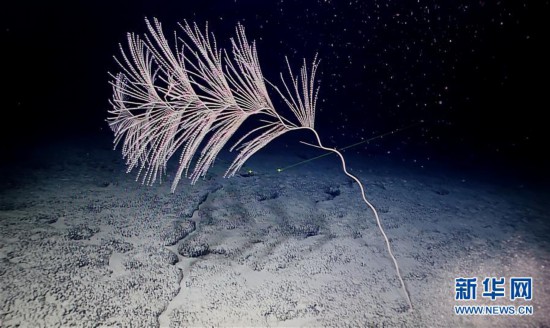 海山发现珊瑚林：飘逸潇洒 像极了一枝正在开花的芦苇