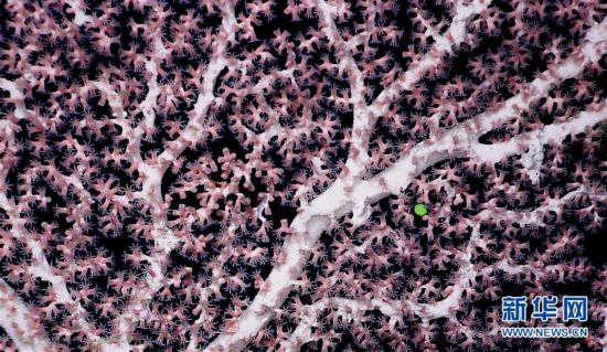 海山发现珊瑚林：飘逸潇洒 像极了一枝正在开花的芦苇