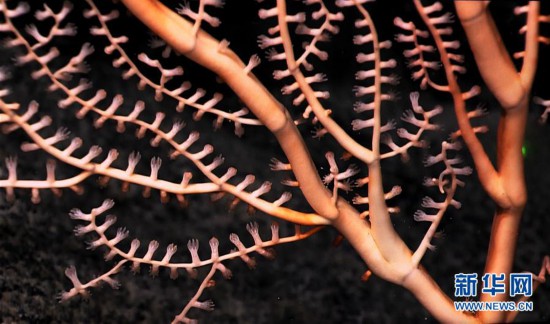 海山发现珊瑚林：飘逸潇洒 像极了一枝正在开花的芦苇