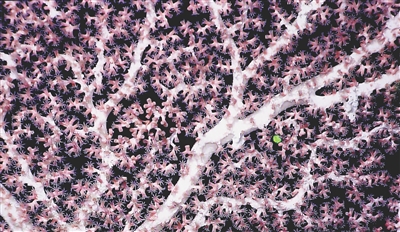 海山发现珊瑚林 2米高珊瑚形态呈树枝状上面有纵条纹