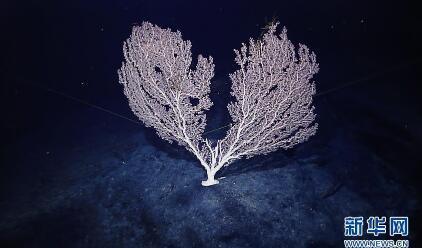 海山发现珊瑚林 2米高珊瑚形态呈树枝状上面有纵条纹