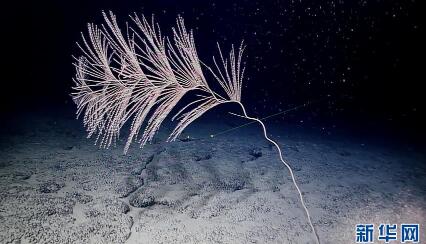 海山发现珊瑚林 2米高珊瑚形态呈树枝状上面有纵条纹