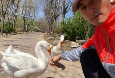 搞笑十足！谢霆锋晒与鹅自拍 调皮的艾特宋祖儿称煮鹅你好