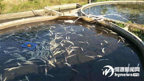 广东鲟鱼案告破 为泄私愤在养殖鱼塘里投放“甲氰菊酯”毒药