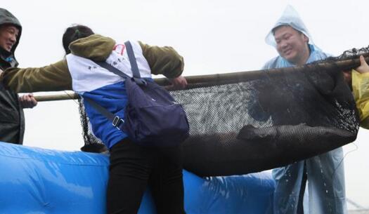 500尾中华鲟顺利放流长江