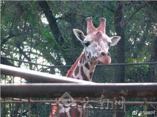 长颈鹿海荣身亡 将头卡在树杈中蹭痒活活窒息死亡