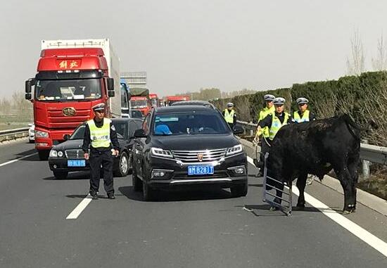 “牛魔王”大闹潍莱高速公路 民警合力将其制服
