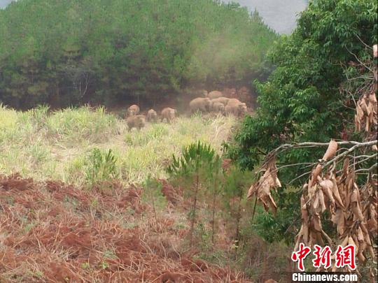 西双版纳野象攻击一男子死亡 死者系重庆潼南县人今年63岁