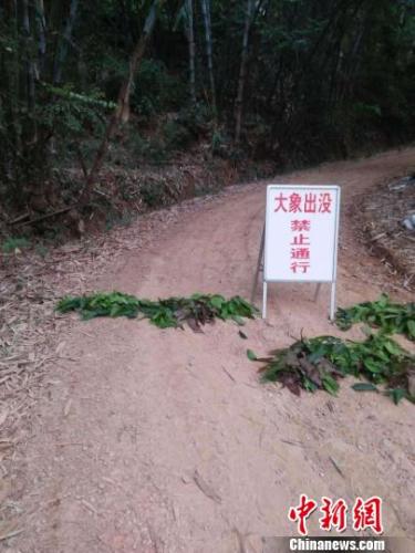 西双版纳野象攻击一男子死亡 死者系重庆潼南县人今年63岁