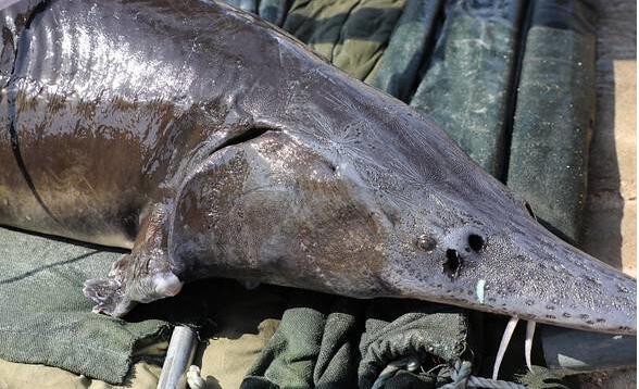 68条鱼600万长啥样?鲟鳇鱼主要做鱼子酱 肉和