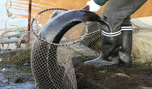 残忍！68条鱼600万 鱼子酱被称为