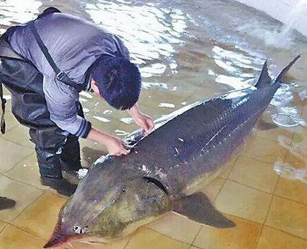 残忍！68条鱼600万 鱼子酱被称为