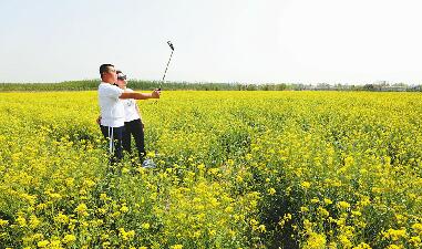 槐荫：千亩油菜花背后的农业转型