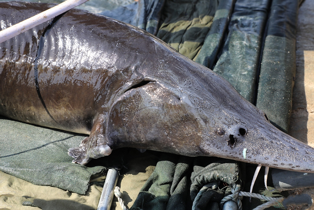 68条鱼600万是怎么回事？什么鱼体长1米9而且这么贵？