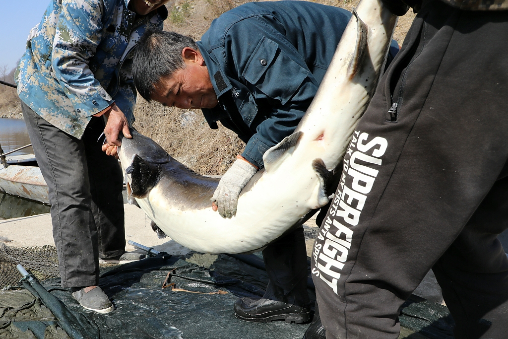 68条鱼600万是怎么回事？什么鱼体长1米9而且这么贵？