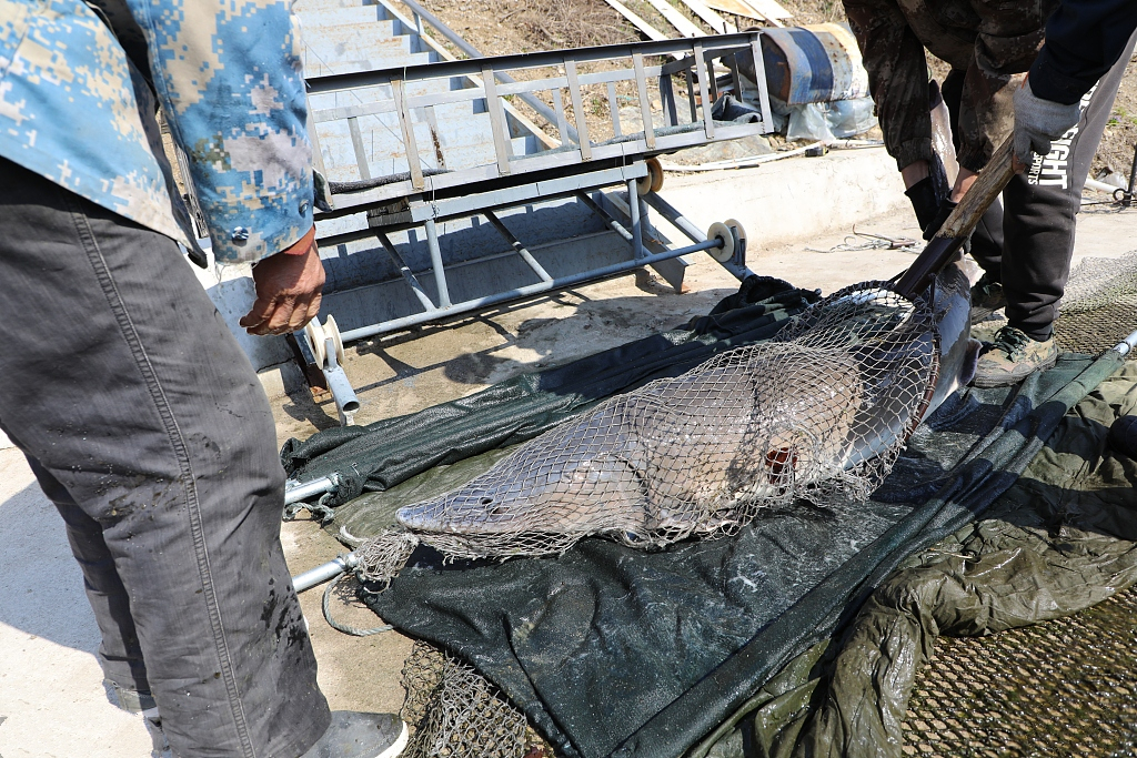 68条鱼600万是怎么回事？什么鱼体长1米9而且这么贵？