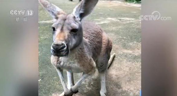 游客动物园内用大石块砸死袋鼠 对峙时拒不承认一走了之