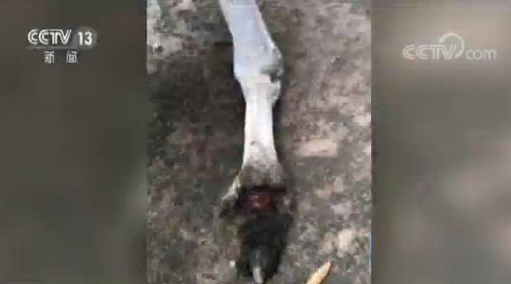游客动物园内用大石块砸死袋鼠 对峙时拒不承认一走了之