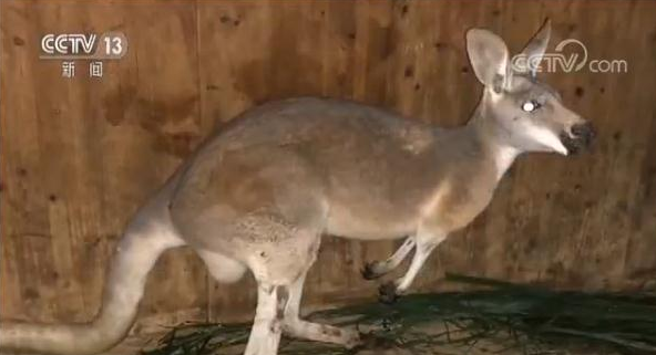 游客动物园内用大石块砸死袋鼠 对峙时拒不承认一走了之