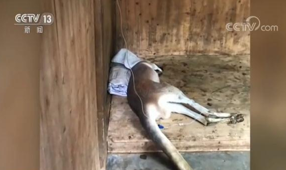 游客动物园内用大石块砸死袋鼠 对峙时拒不承认一走了之