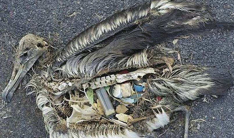 “潜龙三号”“曝光”深海生物和塑料垃圾