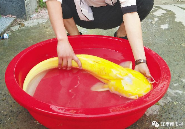 男子钓金黄大怪鱼 百万里挑一 有水族馆要花万元收购