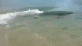 海豹穿梭人群捕鱼 一名男子淡定得看着海豹在他身边游过