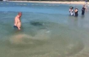 海豹穿梭人群捕鱼 一名男子淡定得看着海豹在他身边游过