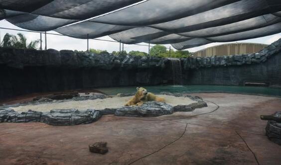 新加坡动物园27岁北极熊安乐死 耄耋之年疾病缠身