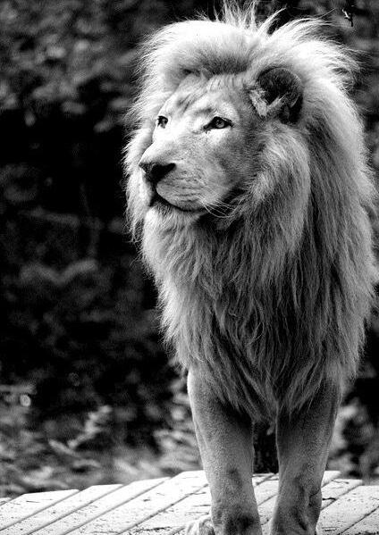 帅炸了!陈坤扎小辫自拍 