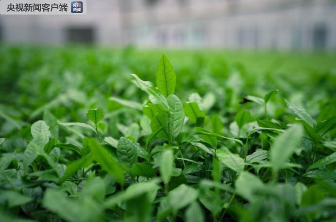 习近平走进三峡移民新村 175米线上的新生活