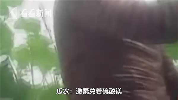 带花的黄瓜全蘸了避孕药？专家告诉你是怎么回事