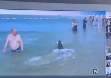 罕见一幕!海豹穿梭人群捕鱼 游客淡定观看