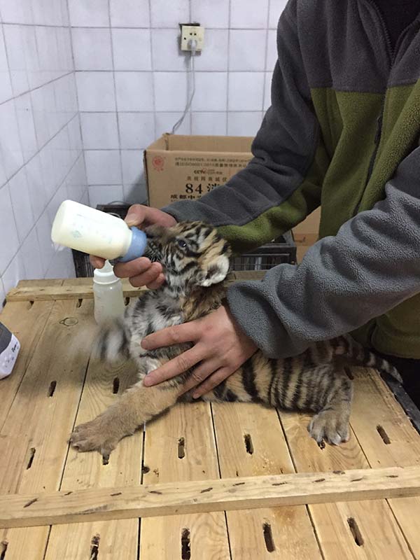 萌翻了！华南虎双胞胎亮相 这对虎宝宝还有12天就满100天了