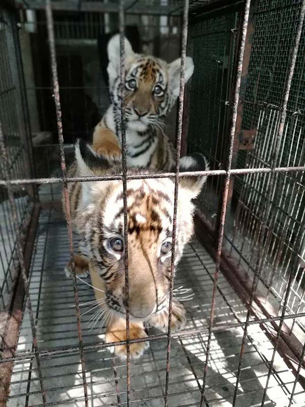 萌翻了！华南虎双胞胎亮相 这对虎宝宝还有12天就满100天了