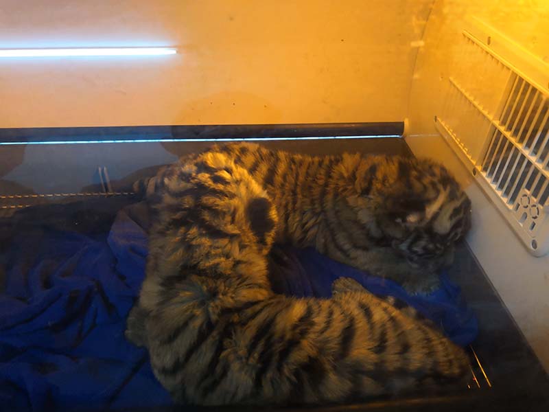 萌翻了！华南虎双胞胎亮相 这对虎宝宝还有12天就满100天了