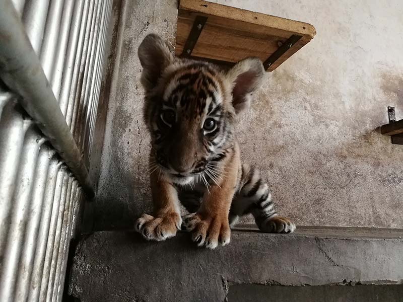 萌翻了！华南虎双胞胎亮相 这对虎宝宝还有12天就满100天了