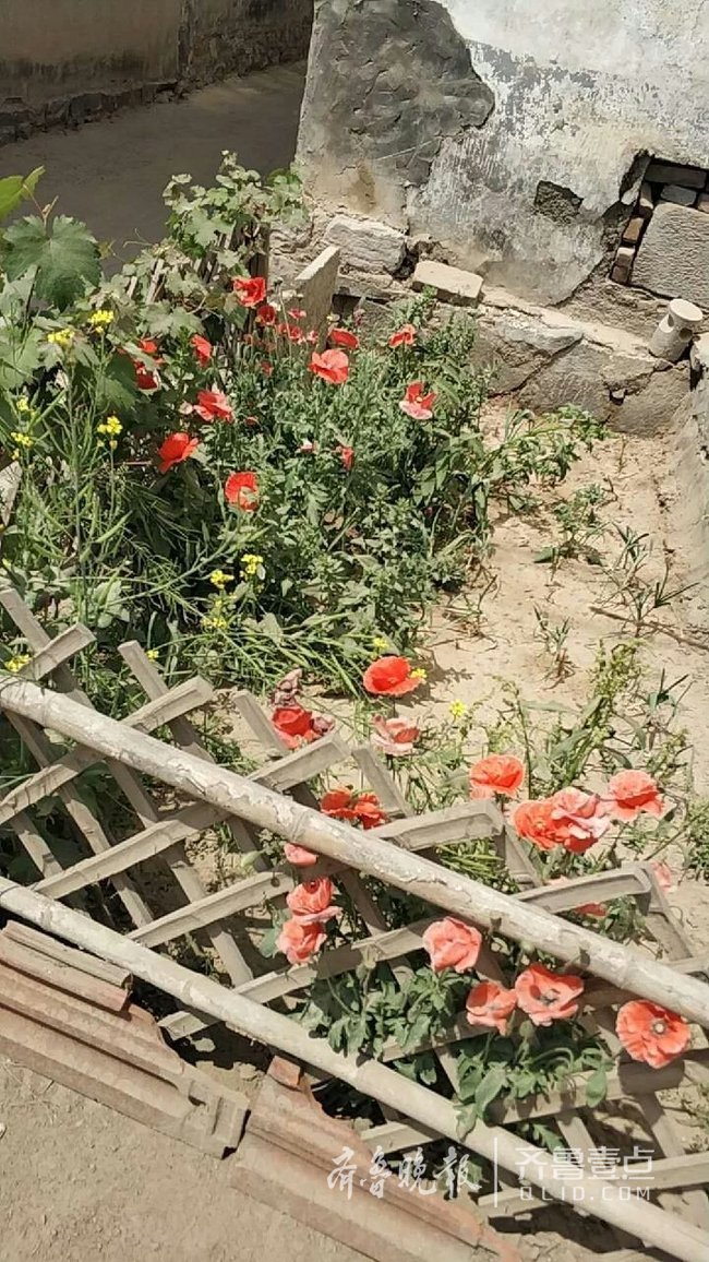 网友举报济南有人种罂粟!禁毒民警到现场后发现是虚惊一场