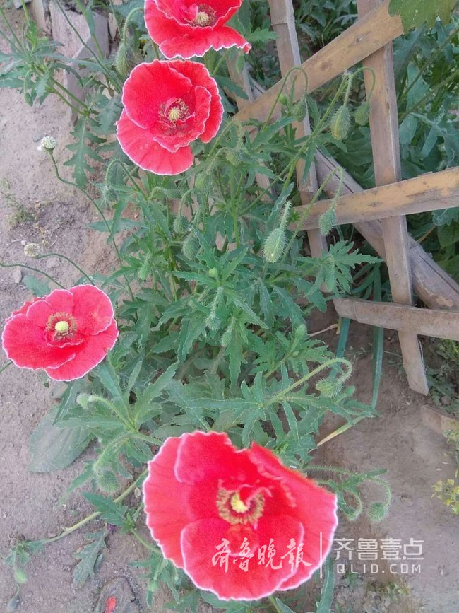 网友举报济南有人种罂粟!禁毒民警到现场后发现是虚惊一场