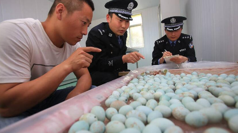 警方查获白鹭鸟蛋 原来是三个贼在云台山上偷的 竟然有410枚之多